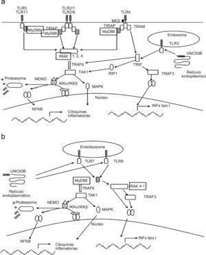 a) Señalización vía receptores «Toll-like» en células dendríticas convencionales o macrófagos. b) Señalización vía receptores «Toll-like» en células dendríticas plasmacitoides.