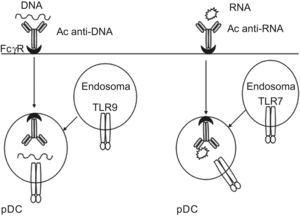 Reconocimiento de autoantígenos por parte de TLR intracelulares en pDC (células dendríticas plasmacitoides).