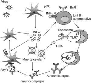 La producción de INF-α, por parte de las células dendríticas plasmacitoides (pDC) inducida por virus, conduce a la producción de autoanticuerpos.