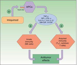 Mechanism of action of imiquimod. This immunomodulator acts by blocking TLR7 and TLR8, triggering the release of proinflammatory and antimicrobial cytokines and stimulating innate and acquired immunity, with antitumor effects. APCs indicates antigen-presenting cells; G-CSF, granulocyte colony-stimulating factor; GM-CSF, granulocyte-macrophage colony-stimulating factor; IL, interleukin; INF, interferon; NK, natural killer; TH1, type 1 helper T cells; TLR, toll-like receptor; TNF, tumor necrosis factor.