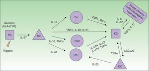 Immunopathogenesis model of psoriasis. DC, dendritic cell; KC, keratinocyte; Th, T helper cell.