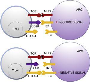 Schematic representation of T cell activation after interaction between the T-cell receptor and major histocompatibility complex and between B7 costimulatory molecules and CD28 (top panel). Inhibition of response after binding of cytotoxic T lymphocyte antigen to B7 (bottom panel). Abbreviations APC: antigen presenting cells; CD28 cluster of differentiation 28; CTLA-4: cytotoxic T lymphocyte antigen; TCR: T-cell receptor; MHC: major histocompatibility complex.