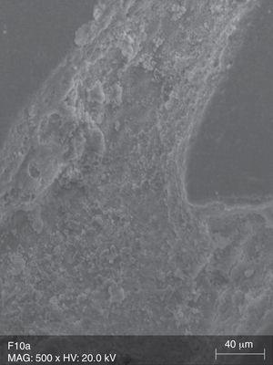 SEM microphograph of a specimen of group FW10 (500×).