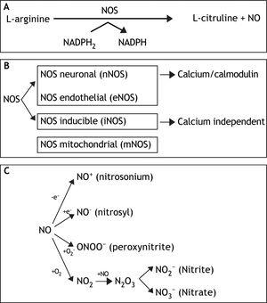 A. NO is synthesized endogenously by conversion of L-arginine to L-citruline, using NADPH as an electron donor. B. The reaction is catalyzed by a family of enzymes called nitric oxide synthases (NOS). Distinct isoforms of NOS are presented. C. Under normal conditions, interaction of NO with oxygen results in the formation of the relatively inactive end products nitrite (NO2-) and nitrate (NO3-). NO can be also converted into different reactive chemical forms as nitrosonium (NO+) and nitroxyl (NO-) radicals, by gaining or losing electrons, respectively. Finally, NO can combine with O2 - (superoxide anion) to render ONOO- (peroxynitrite).