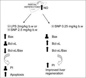 Schematic representation of the effects of the overproduction of NO after PH. The induction of iNOS with lipopolisacaride (LPS, 2 mg/kg) and the treatment with NO donor SNP2 (2.50 mg/mL) produce an over-increase of 100% of NO, leading to an increase of pro-apoptotic proteins Bax and p53, leading to apoptosis. Treatment with a NO donor, SNP1 (0.25 mg/mL), produces an increase lower than 35% of NO, thus leading to an increase of anti-apoptotic protein BclxL, which improves liver regeneration (⊥ not difference, ↑ increase, ↓ decrease).