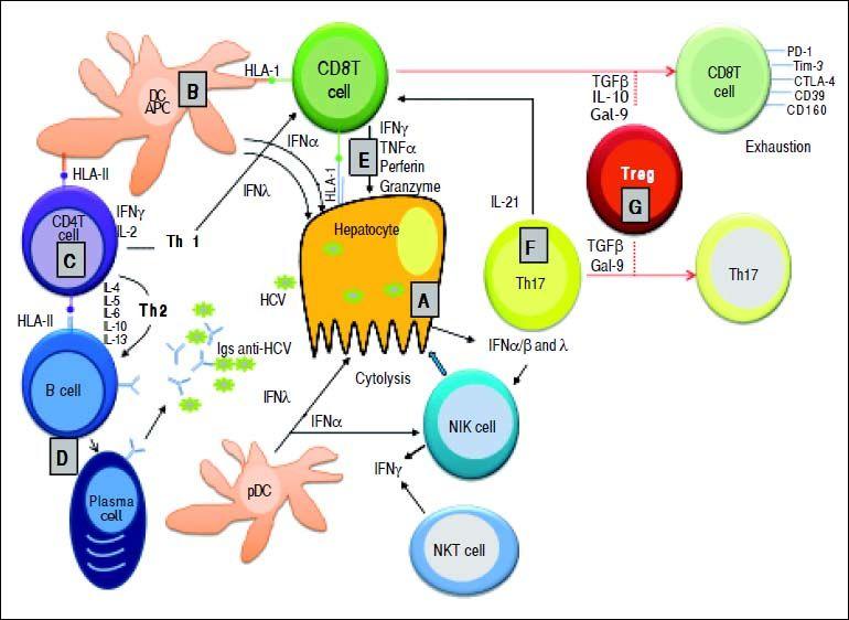 How hepatitis C virus evades the immune syste