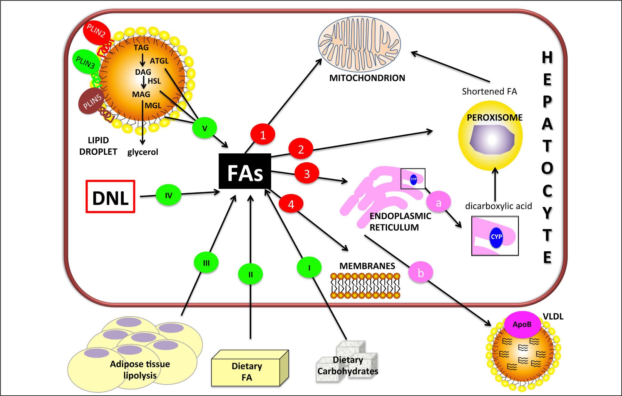 Models of non-Alcoholic Fatty Liver Disease and Potential Translational  Value: the Effects of 3,5-L-diiodothyronine | Annals of Hepatology