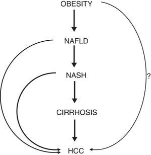 Schematic representation of the phases connecting obesity to HCC. The question mark (?) highlights the hypothesis of a hepatocarcinogenic role of obesity independent of the non-alcoholic fatty liver disease. Abbreviations: NAFLD, non-alcoholic fatty liver disease. NASH, non-alcoholic steatohepatitis. HCC, hepatocellular carcinoma.