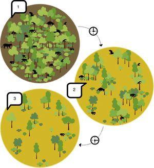 An example of how fragmentation of native vegetation after conversion to agriculture may lead to species extinction. Before habitat loss (1) fauna can move freely in a large area of native vegetation, finding food, shelter and breeding partners. This allows the maintenance of large and healthy (i.e. viable) populations. Directly after habitat loss (2) some animal species disappear immediately from small and isolated native vegetation patches, but may still subsist in somewhat larger or more connected areas. However, over time reproductive isolation may cause genetic problems and small areas may not offer enough resources to maintain viable populations, gradually losing some species.