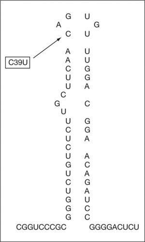 ARNm del IRE del gen de la L-ferritina: posición de la mutación del paciente en el bucle del IRE.