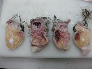 Diferentes cortes para examen anatomopatológico que muestran el esbozo intestinal y el tejido neural.