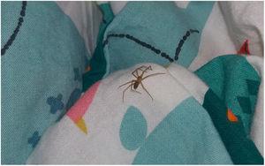Imagen de la araña encontrada entre las sábanas de la paciente, que aportó su madre mediante su teléfono móvil.