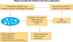 Fisiopatología del síndrome del ovario poliquístico: origen prenatal. Modificada de Franks3.