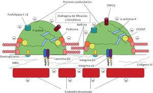 Estructura de la barrera de filtración glomerular y relaciones moleculares (véase el texto). MBG: membrana basal glomerular.