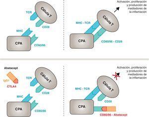 Mecanismo de acción del abatacept. El fragmento del abatacept constituido por el dominio extracelular del CTLA4 se une a los receptores CD80/CD86, evitando o desplazando su interacción con el receptor CD28. De esta forma se bloquea selectivamente la unión específica de los receptores CD80/CD86 al CD28, lo que equivale, fisiopatológicamente, a bloquear la segunda señal de la activación inmunitaria y, por tanto, la activación de las células T. CPA: célula presentadora de antígeno; CPH: complejo principal de histocompatibilidad; RCT: receptor de células T.