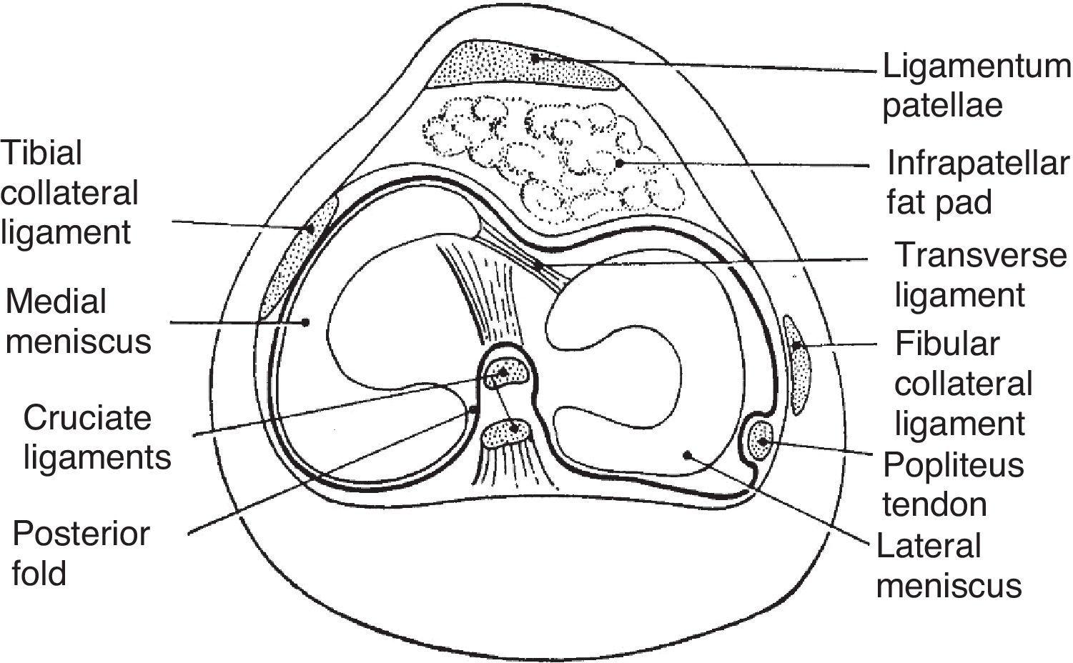transverse ligament of the knee