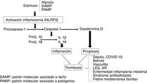 Papel del inflamasoma en relación con fenotipos protrombóticos.