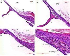 Histological section images of rat TM 7 days after traumatic perforation, stained with HE. EAC, external auditory canal; m, malleus handle; ep, epithelial layer; Lp, lamina propria; mucosa, mucosal layer. Image (A) shows a magnification of 100×; (B and C) 200× and (D) 400×.