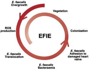 Pathophysiology of EFIE with intestinal portal of entry. E. faecalis, Enterococcus faecalis; EFIE, Enterococcus faecalis infective endocarditis; ROS, reactive oxygen species.