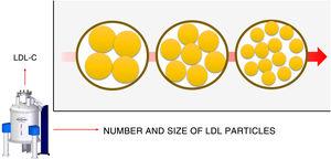 Discordance between low-density lipoprotein-bound cholesterol (LDL-C) and the number of LDL particles. Similar LDL-C amounts, depicted in the figure as the outer circle, can be carried by differing numbers of LDL particles. If these particles are smaller, a larger number will be required and their atherogenicity will be stronger. Nuclear magnetic resonance can be used to evaluate this situation. The arrow indicates an increased risk.
