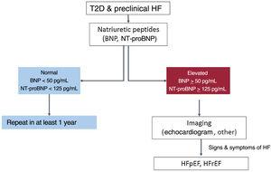 Stepwise approach for screening and diagnosis of heart failure in patients with type 2 diabetes; based on Pop-Busui et al.11 BNP, brain natriuretic peptide; HF, heart failure; HFpEF, HF with preserved ejection fraction; HFrEF, HF with reduced ejection fraction; NT-proBNP, N-terminal pro b-type natriuretic peptide; T2D, type 2 diabetes.