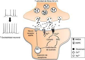 Participación del glutamato en la sensibilidad central en el dolor neuropático. El incremento en la actividad de las fibras Aδ y C, incrementa la liberación de glutamato en las neuronas nociceptivas de la médula espinal. Esto desencadena diversos procesos mediados por el influjo de Ca2+ a la neurona, como la fosforilación y expresión de receptores AMPA a la membrana plasmática. El resultado es un incremento en la excitabilidad neuronal.