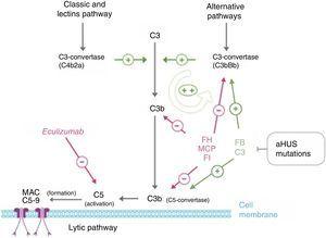 Complement dysregulation in atypical haemolytic uraemic syndrome. Complement activation by any of the 3 pathways (detection of foreign antigens, alternative pathway; of antibodies, classical; or mannan polysaccharides, lectin) leads to the build-up of large quantities of C3b on the activator cell membrane, causing opsonisation and C5 activation (terminal or lytic pathway), resulting in the formation of the membrane attack complex and cell lysis. Complement activation results in inflammation and leucocyte recruitment. The key process in complement activation is C3b formation, which depends on unstable enzymatic complexes – C3-convertases – catalysing the rupture of C3 to create C3b. In turn, C3b has the ability to form further C3-convertase of the alternative pathway (C3bBb), thus enhancing the initial activation. The mediation of C3B production is two-fold: dissociation of C3-convertases and proteolytic inactivation of C3b and C4b. Several regulatory proteins in plasma and the cell membrane carry out this regulatory activities, including, factor H, MCP and factor I, which play an essential role in the dissociation of C3-convertase of the alternative pathway (C3bBb) and the proteolytic degradation of C3b. Mutations in these proteins found in patients with aHUS interfere with this regulatory activity of the alternative pathway activation. Some patients with aHUS are carriers of mutations in proteins C3 and factor B organising C3-convertase. These mutations are particular, as they increase the activity of mutated proteins (gain-of-function mutations), resulting in increased complement activation and exceeding the capacity of regulatory proteins.