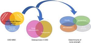 Relationship between Chronic Kidney Disease–Mineral and Bone Disorder (CKD–MBD), renal osteodystrophy (bone changes secondary to chronic kidney disease [CKD]) and OP (associated with uraemia or age and gender of patients, among other factors). Bone strength is determined not only by bone mineral density, but also by bone quality, expressed by its determinants.94,151 Although some authors use the term “uraemic” OP,17 it is important to remember the existence of non-terminal CKD, which could be integrated within the CKD–MBD complex due to its capacity to worsen the condition.