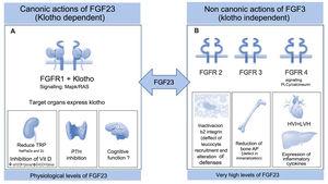 (A) Physiological actions requiring the expression of Klotho. FGF23 controls phosphorus homeostasis by binding to receptor 1 (FGFR1) with the participation of the protein Klotho which acts as a coreceptor, increasing sensitivity and specificity of the FGFR1 for FGF23; therefore its target organs are those expressing Klotho. The phosphaturic effect is mediated by the inhibition of sodium-phosphate cotransporter 2a and 2c; simultaneously, it inhibits the synthesis of calcitriol by suppressing the 1⍺-hydroxylase and promotes catabolism by 24-hydroxylase. This effect on vitamin D, together with the suppressive effect on PTH in the parathyroids, prevents new entry of phosphate into the extracellular space from the intestines and bone. Its action at the level of the brain is unknown, although it is related to cognitive functions. (B) Toxic effects independent of Klotho. Extremely high levels of FGF23 that are evident in patients with the last stages of CKD, are able to activate other receptors in other organs that do not express Klotho causing important pathology. As an example, binding to FGFR2 deactivates the β2-integrin, altering leukocyte recruitment and the defense against the pathogens, or suppresses bone expression of alkaline phosphatase through activation of FGFR3, altering the mineralization as a result of pyrophosphate accumulation. FGF23 exerts a toxic effect on the myocardium through FGFR4 signalling, inducing left ventricular hypertrophy and on the liver it induces expression of inflammatory cytokines, worsening the inflammatory status which characterizes the renal patient and in turn it increases the synthesis of FGF23. CKD: chronic kidney disease; FGF23: fibroblast growth factor 23; FGFR1: fibroblast growth factor receptor 1; FGFR2: fibroblast growth factor receptor t2; FGFR3: fibroblast growth factor receptor 3; FGFR4: fibroblast growth factor receptor 4; PTH: parathormone.