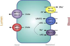 Urate secretion by epithelial cells of the proximal tubule. Urate enters cells by the action of OAT1 and OAT3 at the basolateral membrane. At the apical membrane, urate is secreted via ABCG2, ABCC4, NPT4, and NPT1.