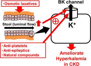 BK channels in colonic enterocytes as the therapeutic target for hyperkalemia in chronic kidney disease (CKD). BK channels are expressed in the apical membrane of colonic enterocytes and play a major role in excreting K+ ions into the feces. Already marketed drugs, such as anti-platelets (cilostazol) and anti-epileptics (zonisamide), or natural compounds, such as estradiol, omega-3 docosahexaenoic acid (DHA) and resveratrol, increase the BK channel activity. Osmotic laxatives, which increase the intestinal luminal flow, also activate the BK channels and thus ameliorate hyperkalemia in CKD.