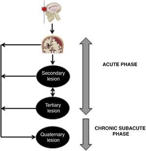 Evolutionary stages of severe traumatic brain injury. In the acute phase, primary, secondary, and tertiary injuries occur. In the subacute and chronic stage, quaternary injuries occur.