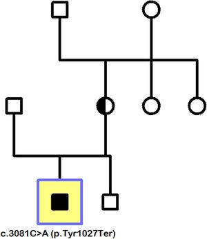 Family tree (index patient indicated by square). Mother carrier of de novo mutation c.3081C > A (p.Tyr1027Ter), transmitted to her son by X-linked recessive inheritance. Absence of the mutation in the male brother of the index patient, as well as in the maternal grandparents made it unnecessary to extend the study to other members of the family branch.