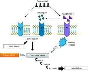Interaction of the cardiotoxic mechanisms of anthracyclines with those of trastuzumab.