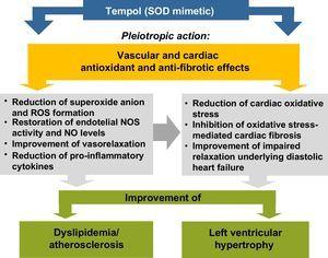 Proposed mechanisms to explain the improvement of dyslipidemia and left ventricular hypertrophy by Tempol, a superoxide dismutase mimetic, in agreement with Gonçalves et al.14 NO: nitric oxide; NOS: nitric oxide synthase; ROS: reactive oxygen species; SOD: superoxide dismutase.