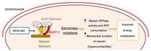 Mechanism of action of the allosteric myosin inhibitor MYK-461/mavacamten and its effect in the pathophysiology of hypertrophic cardiomyopathy.55,56 ATP: adenosine triphosphate; MyBPC: myosin-binding protein C.
