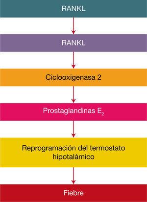 Participación del sistema RANKL – RANK- COX-2 en la reacción febril