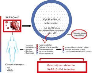 Relationship between SARS-CoV-2 infection, inflammation, and onset of malnutrition. The infection of a patient, who may have previous chronic diseases, gives rise to a “cytokine storm” which, due to various mechanisms, triggers the onset of malnutrition.