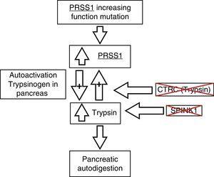 Pathophysiology of chronic pancreatitis and its genetic bases. CTRC: chymotrypsin C; PRSS1: cationic trypsinogen; PRSS2: anionic trypsinogen; SPINK1: serine protease inhibitor Kazal type 1. Adapted from Derikx et al.7