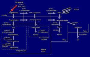 Synthesis of adrenal steroids.