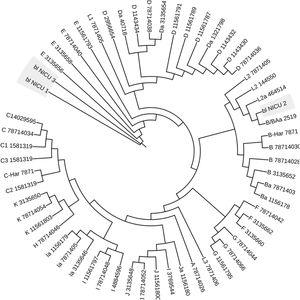 The phylogenetic tree of the Chlamydia trachomatis ompA gene. The maximum likelihood tree was based on 100 randomly chosen conserved orthologous genes. The initials blNICU 1, blNICU2, and blNICU 3; represent the genotypes of C. trachomatis isolated in bronchial lavage samples.