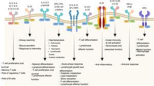 Biological functions of the JAK pathways.
