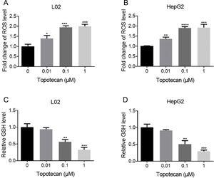 Topotecan increased ROS level and decreased GSH level in L02 and HepG2 cells. (A) and (B) L02 and HepG2 cells were treated with topotecan with different concentration for 24h. ROS level was detected using ROS detection kit. (C) and (D) L02 and HepG2 cells were treated with topotecan with different concentration for 24h. GSH level was detected using a GSH detection kit. Data represent the mean±SD of three independent experiments. *P<0.05; **P<0.01; ***P<0.001; ****P<0.0001.