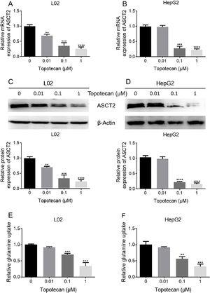 Topotecan inhibited glutamine uptake via suppressing ASCT2 expression in L02 and HepG2 cells. L02 and HepG2 cells were treated with topotecan with different concentration for 24h. RNA and protein samples were harvested. mRNA expression of ASCT2 was detected by quantitative real-time PCR in L02 (A) and HepG2 (B) cells. Protein expression of ASCT2 was detected by western blot (C) and (D). (E) and (F) L02 and HepG2 cells were treated with topotecan with different concentration for 24h. Glutamine concentration in medium was detected using glutamine detection kit. Then glutamine uptake was calculated according to original concentration of glutamine in medium. β-Actin was used as a loading control. Protein amount was quantified using Image J. Data represent the mean±SD of three independent experiments. **P<0.01; ***P<0.001; ****P<0.0001.