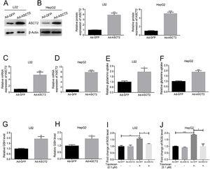 Overexpression of ASCT2 increased GSH production and reduced topotecan-induced ROS in L02 and HepG2 cells. L02 and HepG2 cells were treated with adenoviral expression vector for 48h, then changed fresh DMEM medium with 10% FBS for growth until 90% confluence. Protein and RNA samples were harvested for western blot and quantitative real-time PCR respectively. (A) and (B) ASCT2 expression post transfection was detected by western blot. (C) and (D) mRNA expression of ASCT2 post transfection was detected by quantitative real-time PCR. (E) and (F) Control cells and ASCT2 overexpression cells were seeded into 6-well plates until 60–70% confluence. Cells were supplemented with fresh complete DMEM medium and cultured for 24h. Glutamine in medium was detected using glutamine detection kit. Glutamine uptake was calculated according to original glutamine concentration in DMEM medium, then averaged to single cell. (G) and (H) Control cells and ASCT2 overexpression cells were seeded into 6-well plates until 80–90% confluence. Cells were lysed and GSH level was detected using GSH detection kit. (I) and (J) Control cells and ASCT2 overexpression cells were seeded into 6-well plates until 80–90% confluence. Cells were lysed and ROS level was detected using ROS detection kit. β-Actin was used as a loading control. Protein amount was quantified using Image J. Data represent the mean±SD of three independent experiments. *P<0.05; **P<0.01; ***P<0.001; ****P<0.0001.