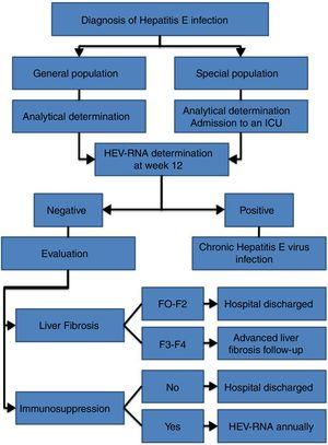 Proposed algorithm for the management of HEV infection.