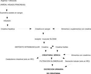 Metabolismo y fisiopatología de la creatina/creatinina.