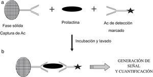 Esquema que ilustra el principio del inmunoanálisis inmunométrico. Se usan dos anticuerpos específicos para diferentes epítopos de la prolactina, es decir, un anticuerpo de captura, en este caso unido a una matriz de fase sólida, junto con un anticuerpo de detección marcado. Durante la etapa de incubación (a) los anticuerpos reactivos reaccionan con la prolactina en suero para formar un sándwich. Después de un paso de lavado para eliminar el material no unido, el anticuerpo de detección, que ahora se ha unido (b), genera una señal cuya magnitud está directamente relacionada con la concentración de prolactina sérica.