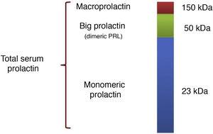 Circulating forms of prolactin.