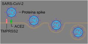 Mecanismo de entrada do vírus na célula‐alvo com o uso do receptor de ACE2 auxiliado pela protease TMPRSS2.